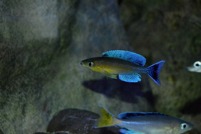 Cyprichromis sp. 'leptosoma jumbo' Cape Chaitika
